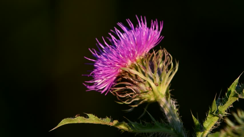 Vibrant purple thistle flower blooming under sunlight, macro botanical close up view of spiky wildflower in meadow setting.