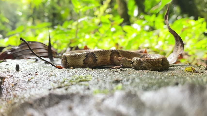 Venomous pit viper snake resting on wet jungle ground during day. Detailed macro shot of wild reptile in tropical habitat.