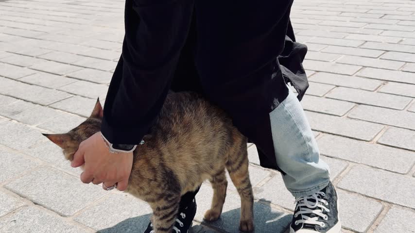  Istanbul cat standing on a person feet near the New Mosque at Eminonu square. Beautiful friendly stray tabby feline being stroked gently by a girl hand. Horizontal video of street pets in Turkey.