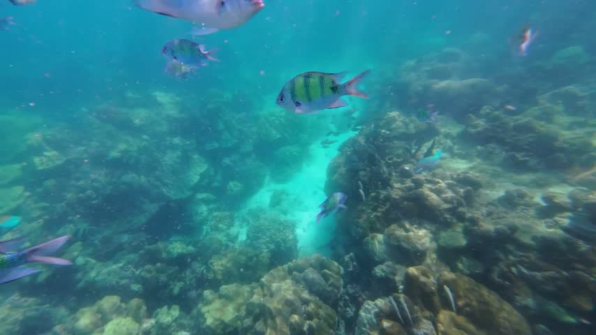 Vibrant Sergeant Major fish swimming underwater in clear tropical waters, showcasing colorful marine life, coral reef habitat, ocean biodiversity, and peaceful aquatic movement.