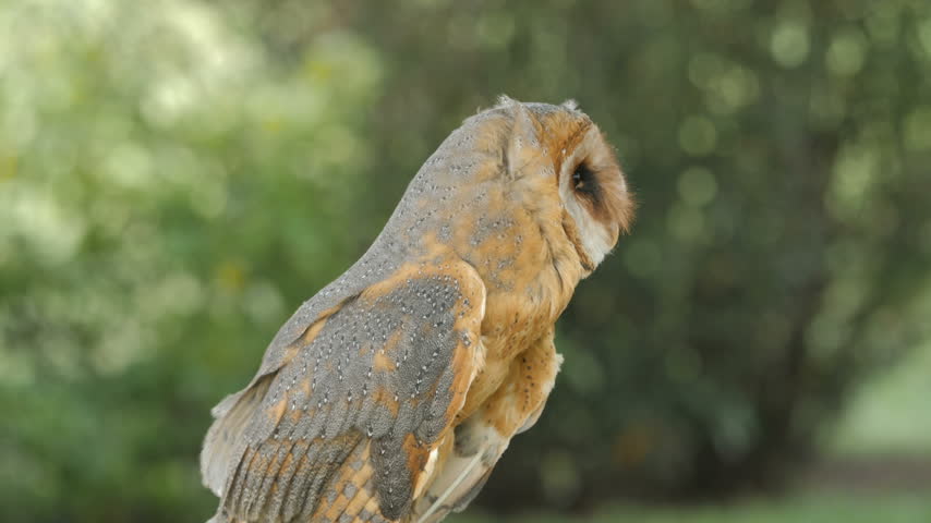 Tyto alba, Barn owl. Bird of prey