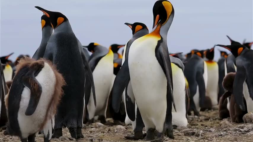 Large colony of king penguins standing on rocky terrain in South Georgia during day as birds interact in social group within natural Antarctic landscape and wild coastal environment in cold climate