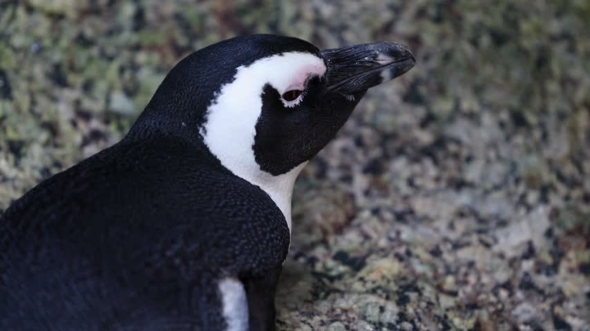 African penguin standing on coastal rocks in profile view showing detailed black and white feather patterns and distinct facial markings in natural outdoor environment during calm daytime period