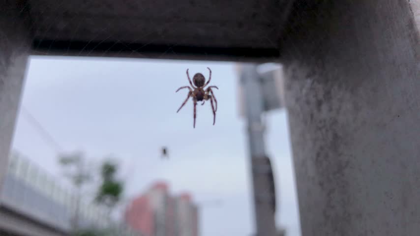 Spider Suspended in a Spider Web