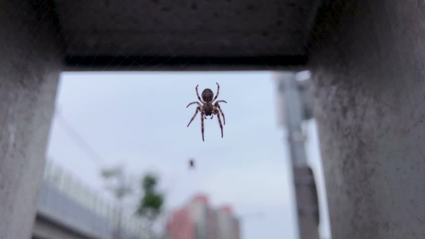 Spider Suspended in a Spider Web