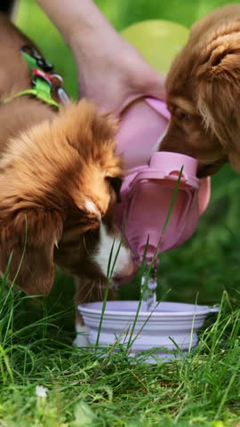 Nova Scotia Duck Tolling Retriever Drinks From Water Bowl On a Green Grass in Park