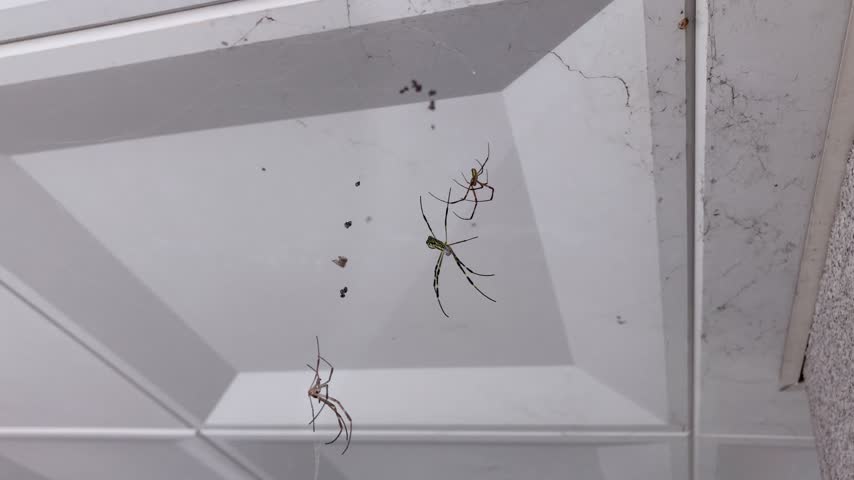 Spider Suspended in a Spider Web