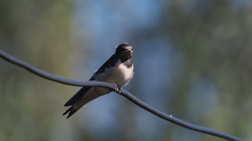 Juvenile barn swallow shaking and stretching feathers. 