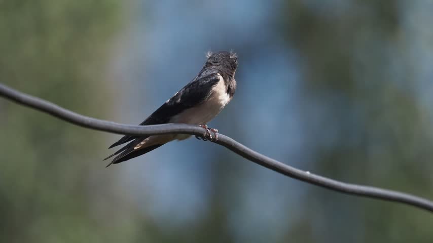 Juvenile barn swallow being fed by parent but spitting out fly. 
