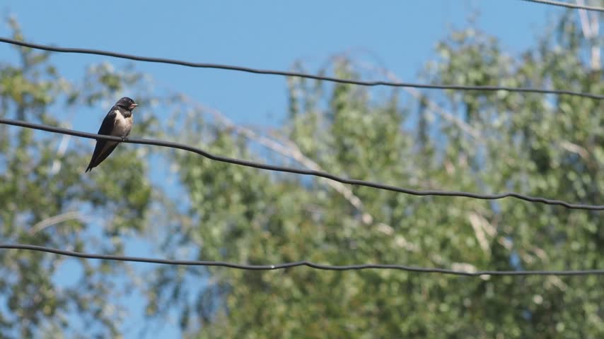 Juvenile barn swallow sitting and grooming feathers on an electrical line with birch trees in the background. 