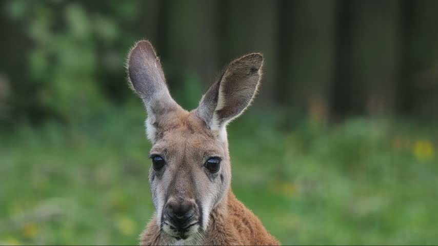The red kangaroo moves from one side to the other