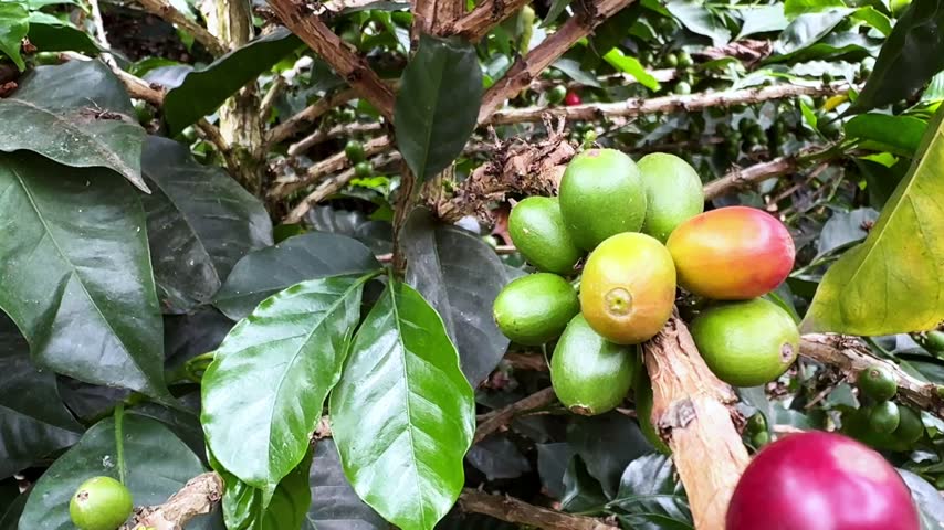 Close up view of a coffee tree branch with green and red coffee beans ready for harvesting