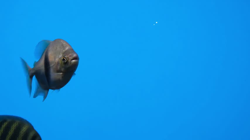 black barred silver dollar swimming in blue aquarium water. exotic silver dollar fish shows round body shape and dark vertical stripes. popular silver dollar in tropical freshwater tank