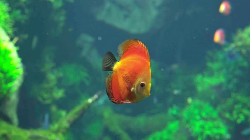Vibrant red discus fish swimming in a freshwater aquarium with green aquatic plants and driftwood background. bright discus swimming in freshwater aquarium with green plants.