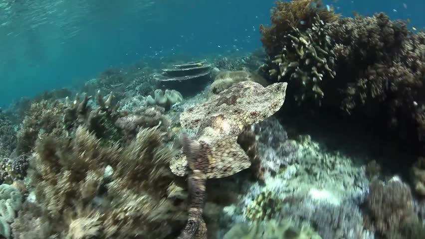 A well-camouflaged Tasseled wobbegong (Eucrossorhinus dasypogon) glides over a