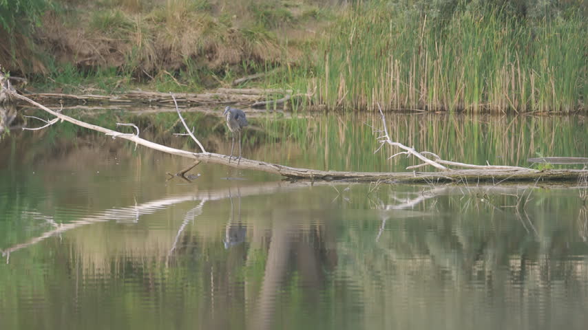 Great Blue Heron Walking Across Log in Slow Motion. Great blue heron carefully walks across a fallen log above calm water in slow motion. Peaceful wildlife footage captures the large wading bird balancing along the branch in a natural wetland habitat with soft reflections and surrounding vegetation. 