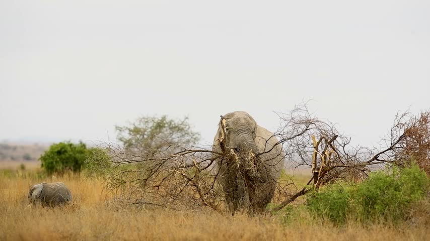 Maasai Mara, Kenya August 10th 2023 An African elephant using its trunk to break tree branches in the wild African savanna. 