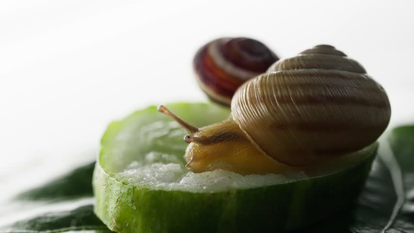 Macro shot of a snail crawling and feeding on a slice of fresh green cucumber resting on a leaf under soft backlighting.