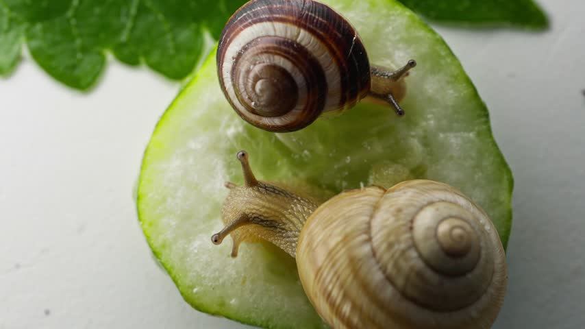 Macro shot of two snails crawling slowly on a green cucumber slice next to a green leaf under studio lighting.
