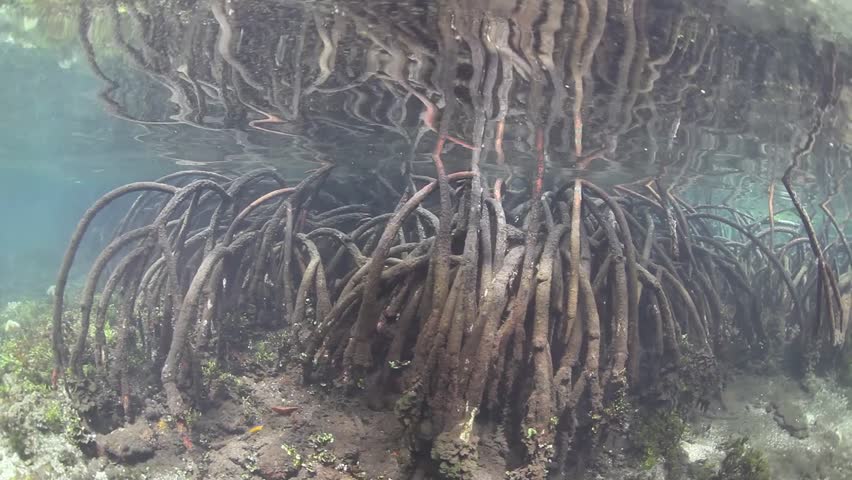 Prop roots descend from mangrove trees growing deep in a remote mangrove forest.