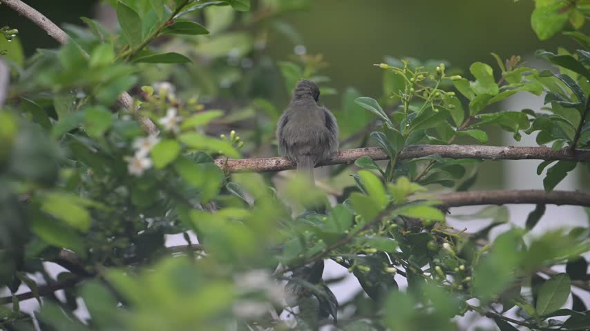 Black-faced Grassquit preening after some rains. Small backyard bird preening 