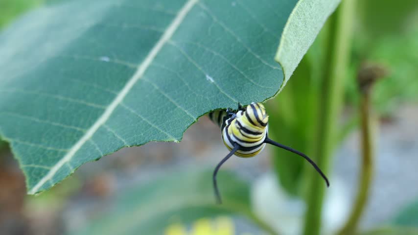 Monarch butterfly caterpillar eating bottom of milkweed leaf