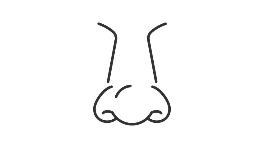 Animated human symmetrical nose outline icon. Facial body part animation. Respiratory health. Medical rhinology for healthy breathing. Flat line motion graphic loop on transparent white