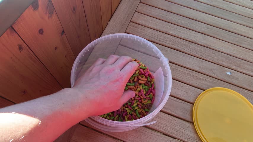 Feeding Japanese Goldfish (Carassius auratus) - Hand reaches for pellets and throws them into a garden pond to feed decorative goldfish (Carassius auratus).