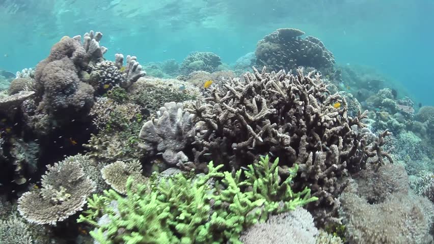 Reef-building corals compete for space to grow on a shallow reef in Raja Ampat,