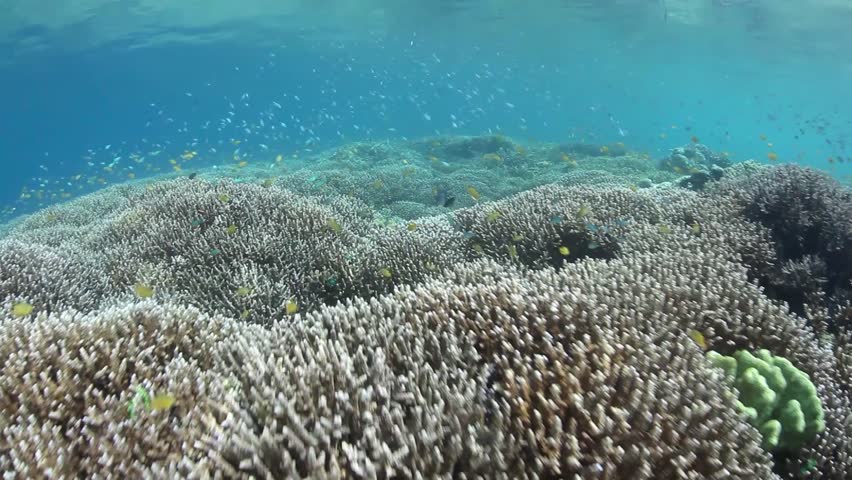 Tiny damselfish swarm above a healthy stand of staghorn corals in Raja Ampat,