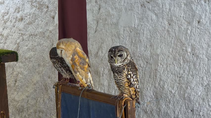 Barn owl (Tyto alba) and spotted owl (Strix virgata) perched together on a falconry display stand against a textured white wall, close-up portrait.