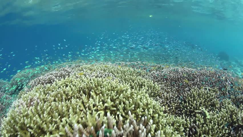Tiny damselfish (Chromis sp.) swarm above a healthy stand of staghorn corals in