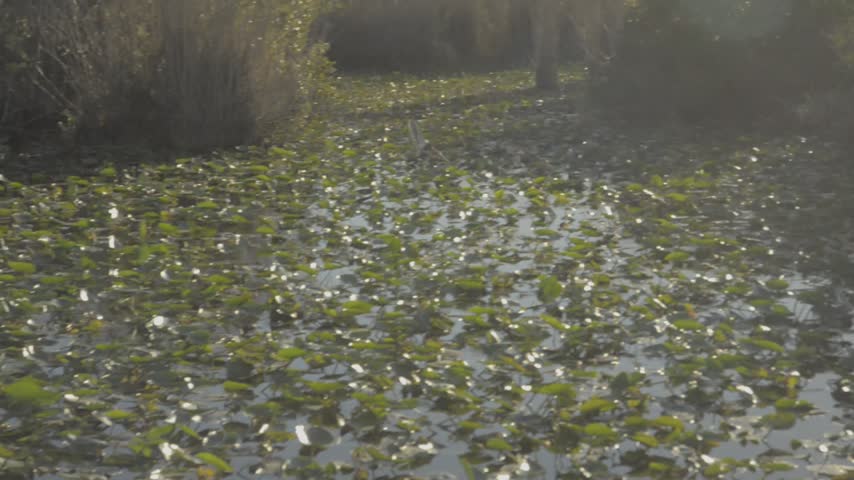 Everglades national park | Gators, Birds, Landscapes, Great white heron, fish River of grass