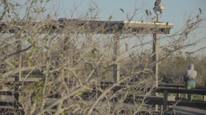 Everglades national park | Gators, Birds, Landscapes, Great white heron, fish River of grass
