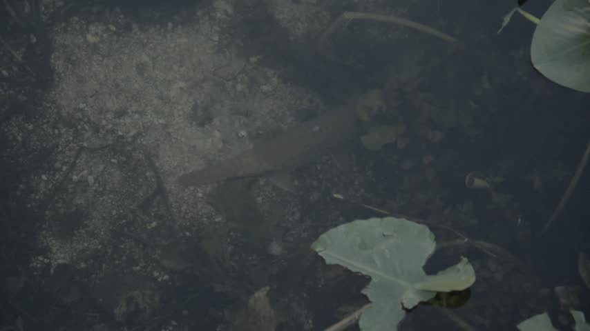 Everglades national park | Gators, Birds, Landscapes, Great white heron, fish River of grass