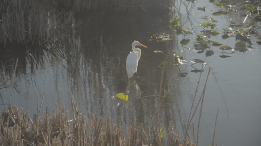 Everglades national park | Gators, Birds, Landscapes, Great white heron, fish River of grass