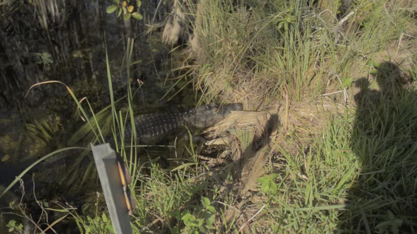 Everglades national park | Gators, Birds, Landscapes, Great white heron, fish River of grass