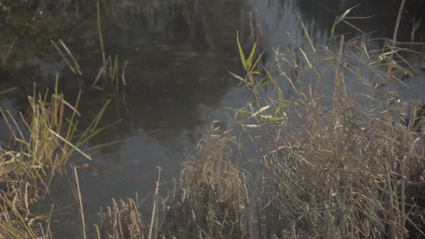 Everglades national park | Gators, Birds, Landscapes, Great white heron, fish River of grass