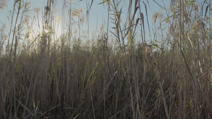 Everglades national park | Gators, Birds, Landscapes, Great white heron, fish River of grass