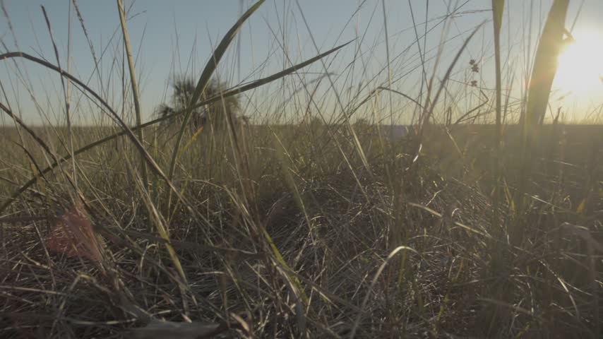 Everglades national park | Gators, Birds, Landscapes, Great white heron, fish River of grass
