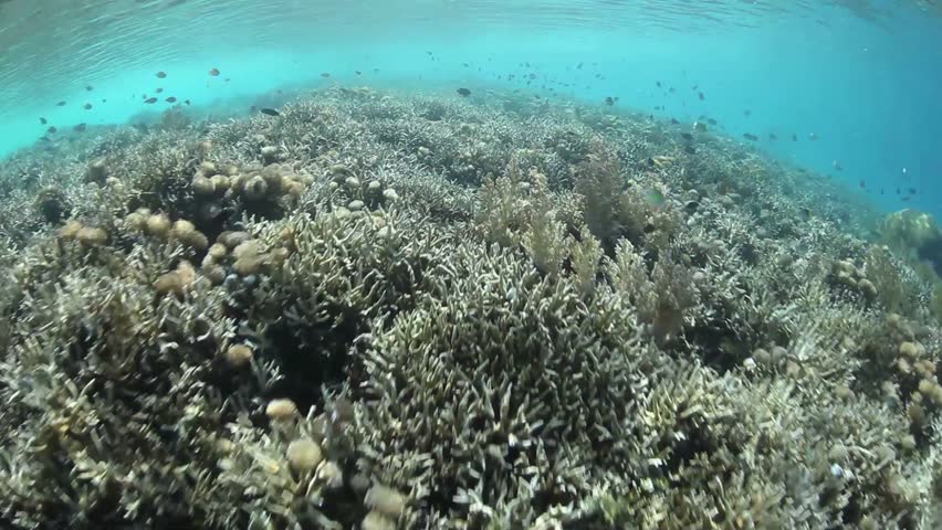 A diversity of reef-building corals compete for space on a shallow reef in Raja