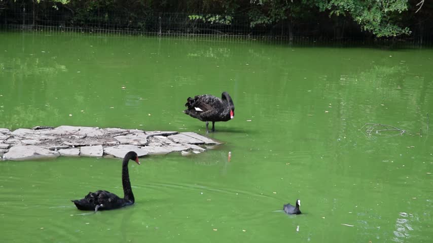 Swans swimming and standing on the shore of landscaped pond