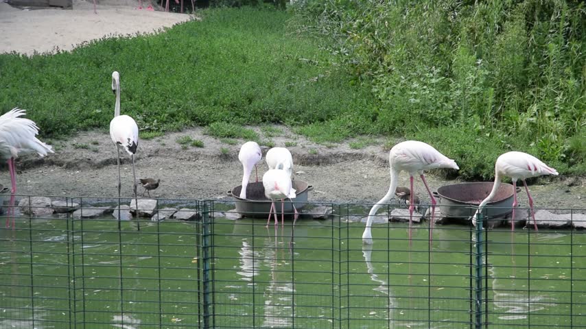 Swans swimming and standing on the shore of landscaped pond