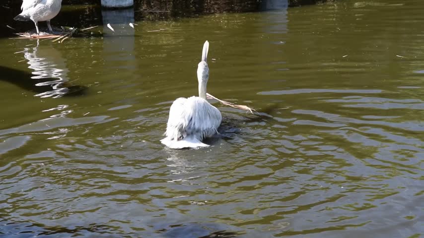 Pelican swimming in the pond