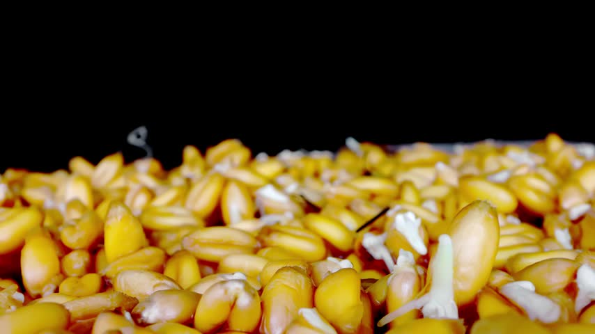 Transformation of wheat from germs to plants in time lapse. Macro view of moments of germination. Seeds are breaking open and green shoots are rising. Steady progress of stalks on black background