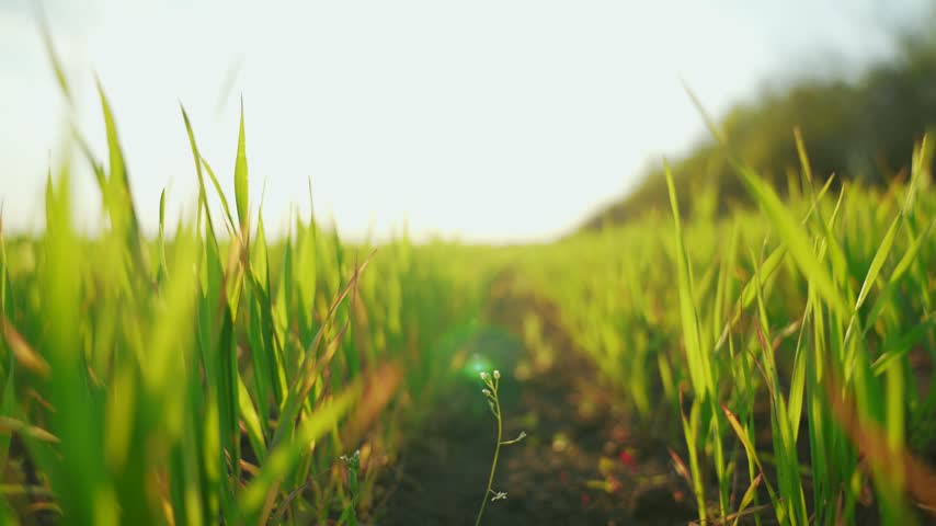 Green wheat stalks swaying in wind. Agricultural business. Time growth fresh herbs. Wheat field. Green stalks of wheat are swaying in wind. Close-up of wheat greenery. Agricultural industry concept.