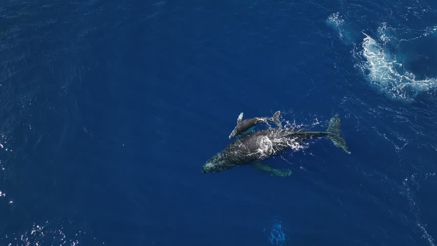 Aerial drone footage of adult humpback whale and playful calf swimming in deep open blue ocean water on sunny day.