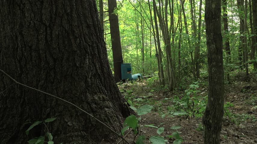 A wide view of a black bear hunting bait station with blue barrels strapped to trees. The scene is focused on a massive pine tree trunk in the foreground inside a dense