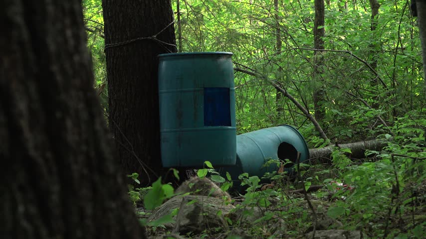 A wild raccoon moving out from behind a rock and walking closer to blue plastic bear baiting barrels setup deep inside a thick green summer forest.