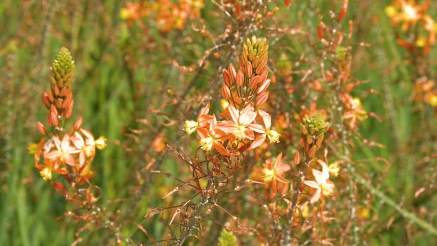 Close-up of orange Bulbine frutescens flowers swaying gently in bright sunlight in Cassis, France.